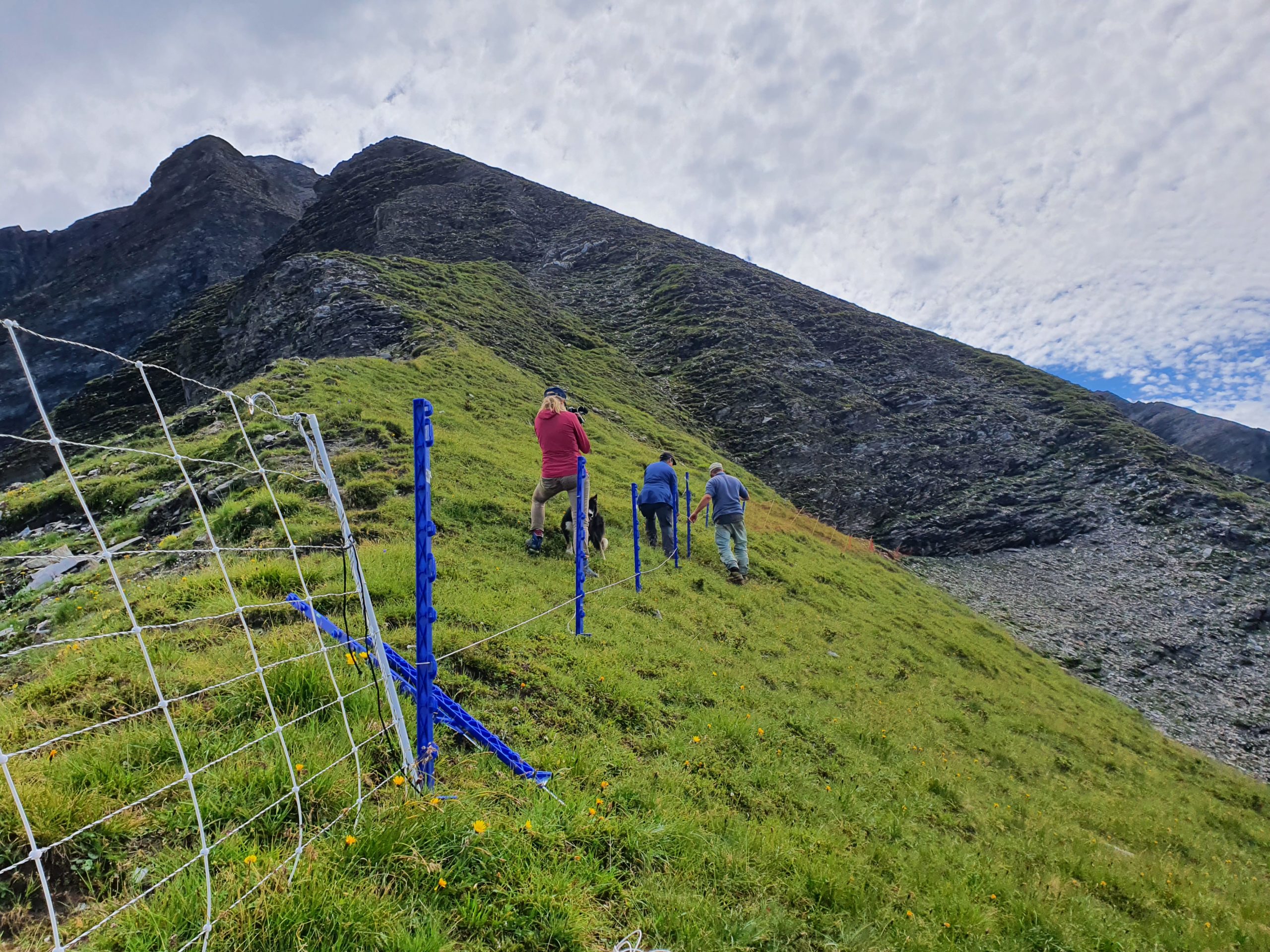 Volunteer help to protect livestock: bridging urban and Alpine worlds